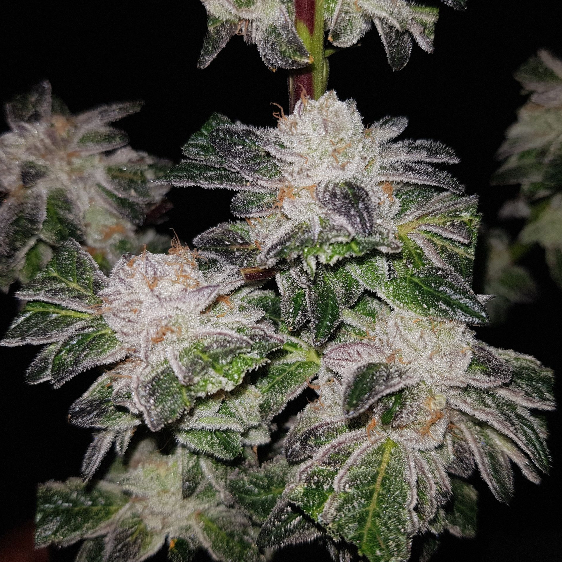 GMO Cookies